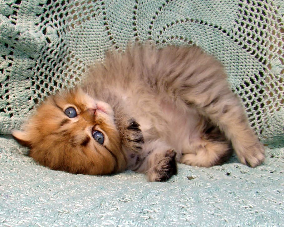 long-coated brown ckitten, cat, mys, cute, animals, pets, enjoy HD wallpaper