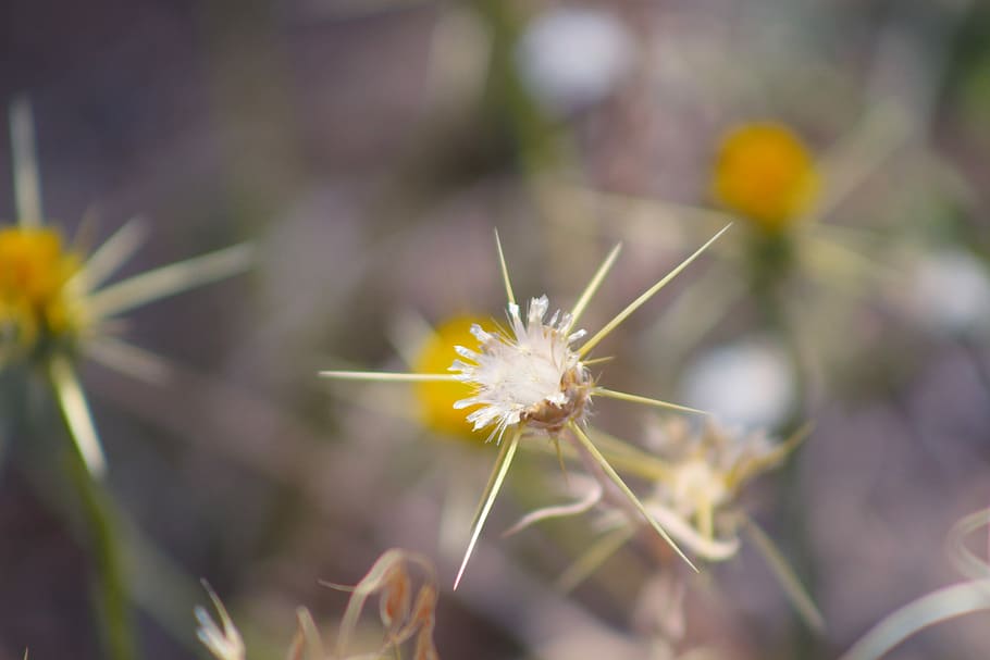 Dea, Nature, Flower, Macro, Color, spring, needle, growth, fragility HD wallpaper