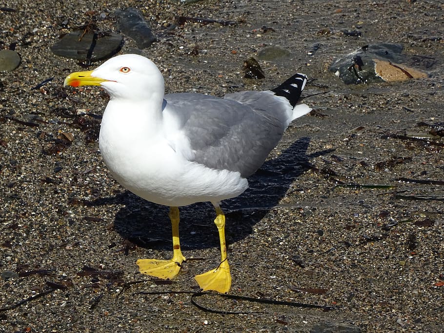 birds, seagull, wild life, body of water, animalia, animal themes, HD wallpaper