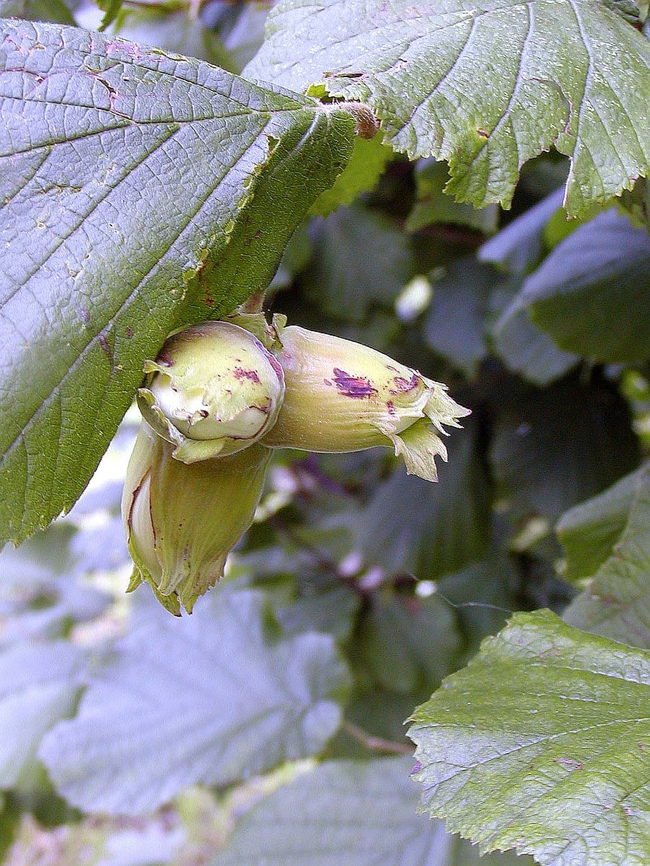 bush, hazel, nuts, story, shelter, green, three, plant, plant part HD wallpaper