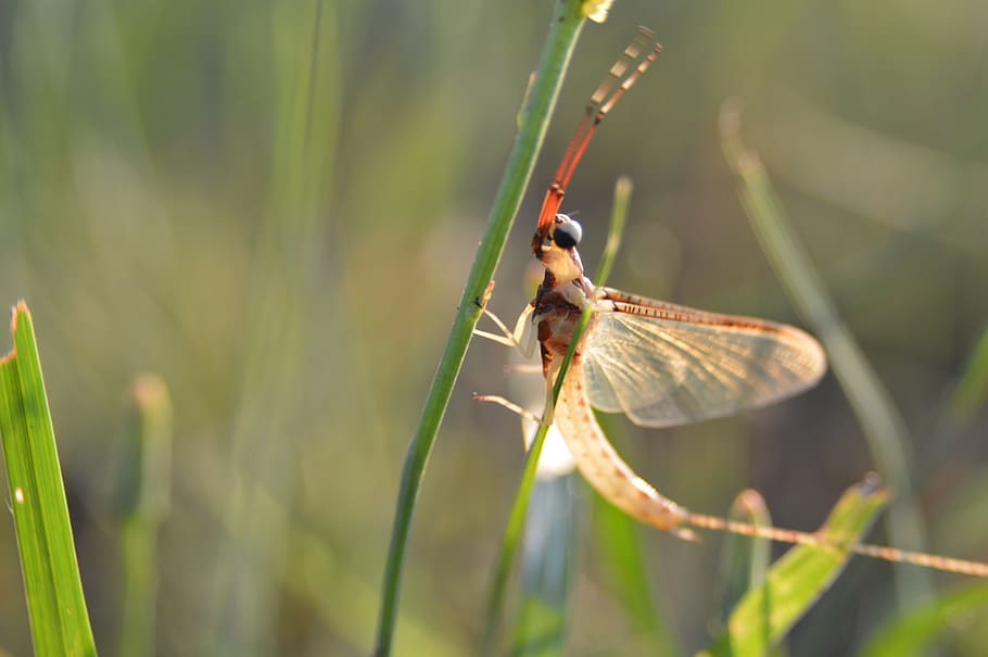 summer, macro, bug, dragonfly, wild, natural, close, insect HD wallpaper