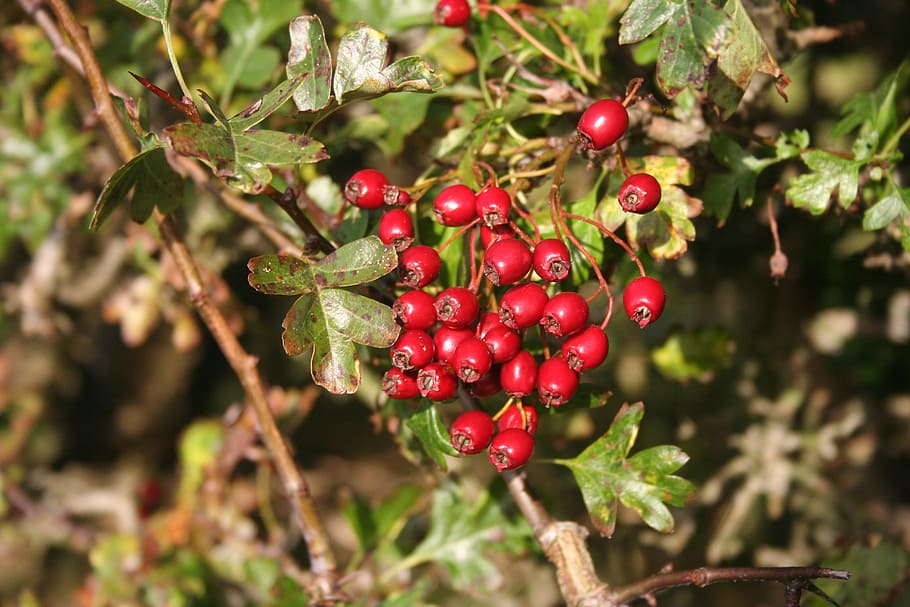 hawthorn, haws, berries, red, fruit, plant, nature, natural HD wallpaper