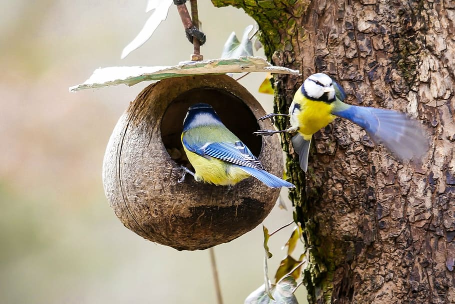 two blue-and-yellow birds inside nest, animal, tit, fly, eat HD wallpaper