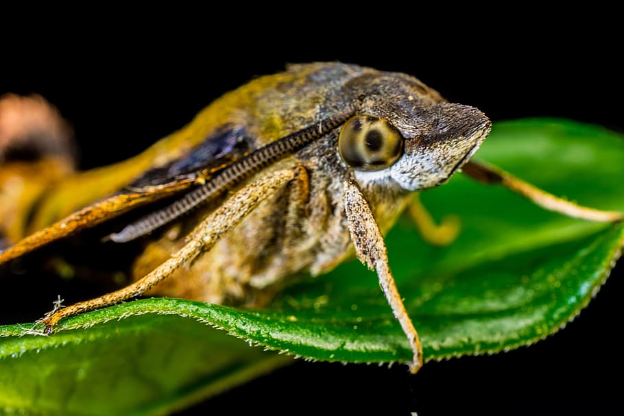 Moth, Butterfly, Insect, Close, one animal, animal wildlife HD wallpaper