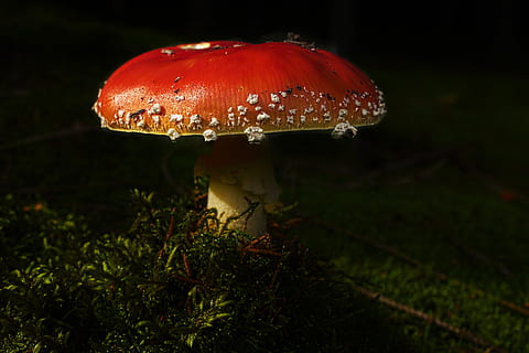 mushroom, fly agaric, forest, moss, amanita muscaria, white dots HD wallpaper