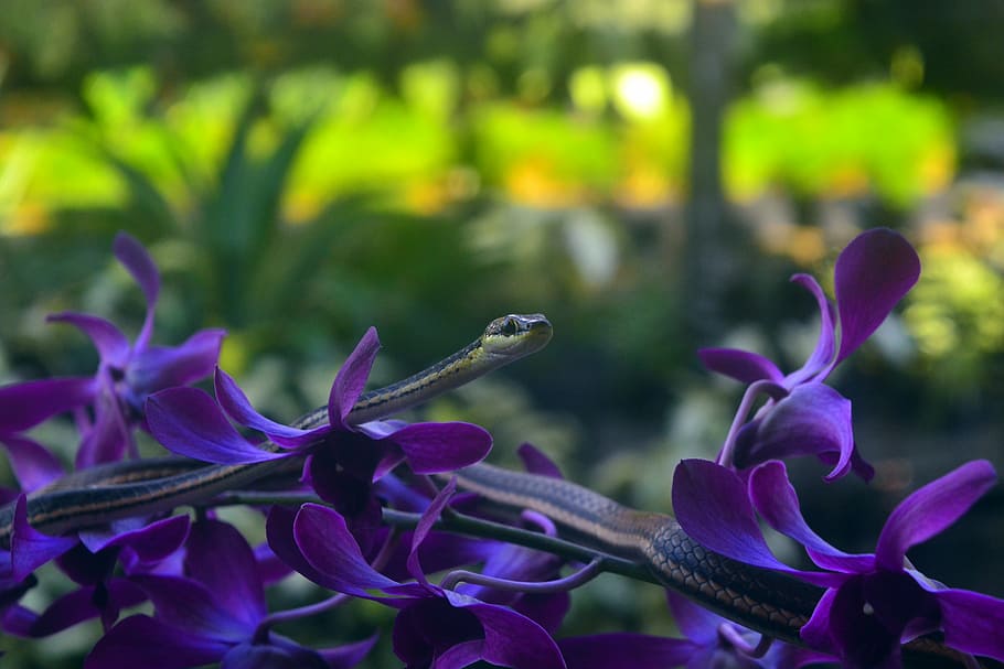 creep, on, orchids, flower, flowering plant, growth, fragility HD wallpaper