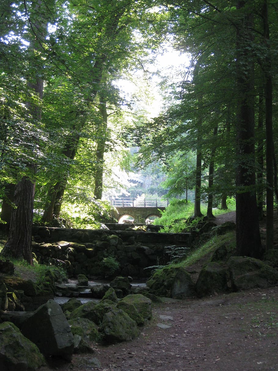 forest, trees, sunbeam, nature, leaves, summer, plant, growth HD wallpaper
