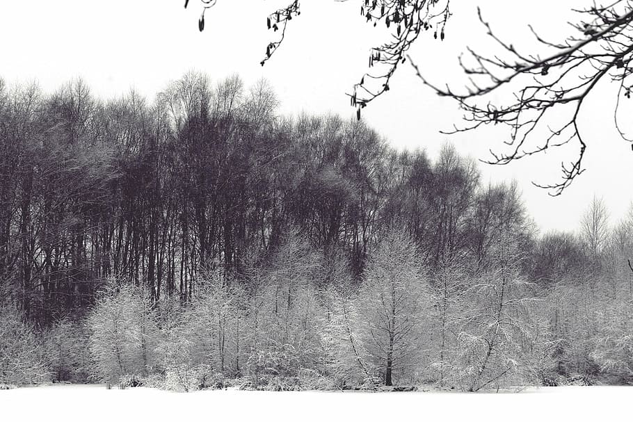 landscape, wintry, winter, snow, cold, trees, forest, aesthetic HD wallpaper