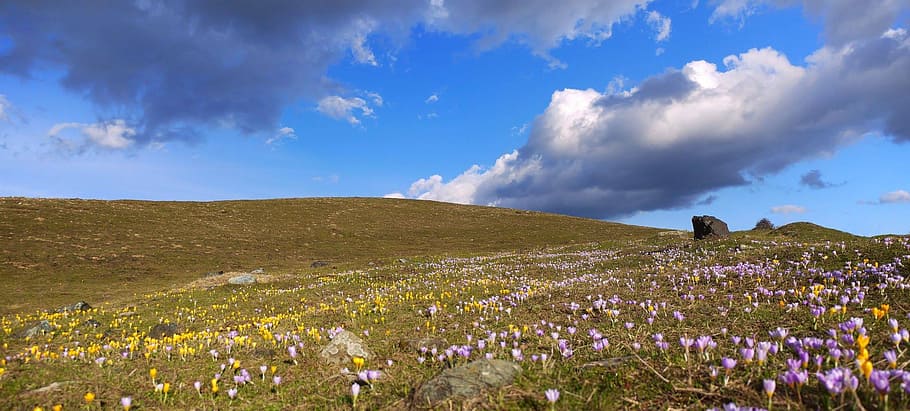 nature, landscape, panoramic, sky, grass, flower, flowering plant HD wallpaper