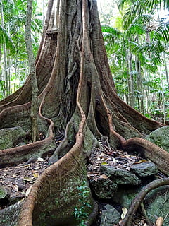 Buttress, Trunk, Fig, Tree, Tropical, rainforest, environment HD wallpaper