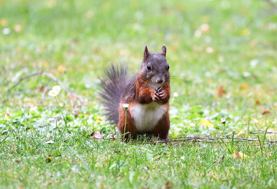 Squirrel, Nager, Rodent, Cute, Nature, cheeky, animal, garden HD wallpaper