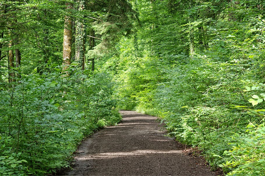 away, forest path, nature, trees, bushes, hiking, recovery HD wallpaper