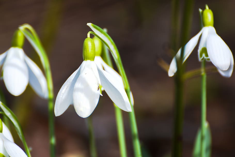 snowdrop, winter, nature, white, signs of spring, garden, plant HD wallpaper