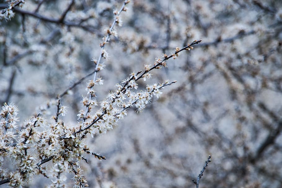 branch, white flowers, spring, tree, plant, springtime, blossom HD wallpaper