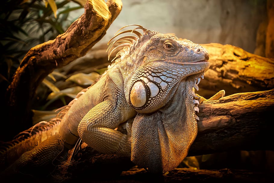 brown iguana, lizard, close, nature, reptile, animal, creature HD wallpaper