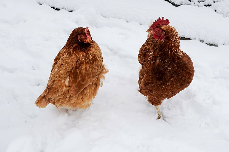two brown hens on snow during daytime, chicken, winter, rooster HD wallpaper