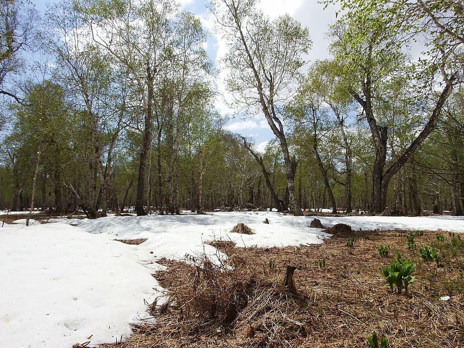 spring, winter, summer, greens, meltwater, creek, snow, snowdrifts HD wallpaper