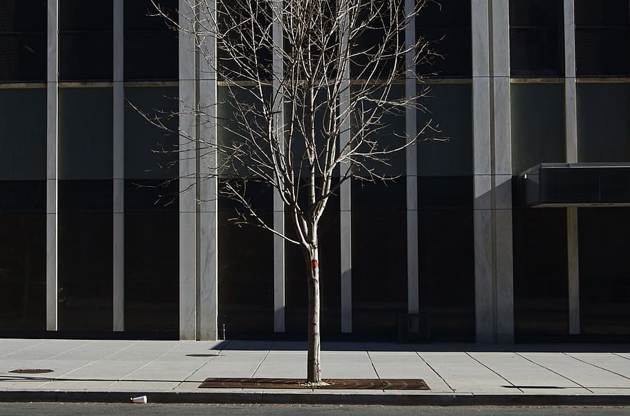 alone bare tree planted on sidewalk, photography of bare tree near building HD wallpaper