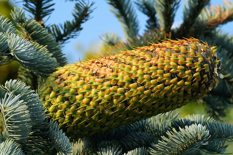 fir, pine cones, tap, needles, nature, green, immergrüner tree HD wallpaper