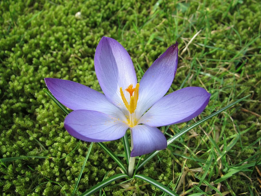 crocus, spring, sun, purple, spring flower, flower head, petal HD wallpaper