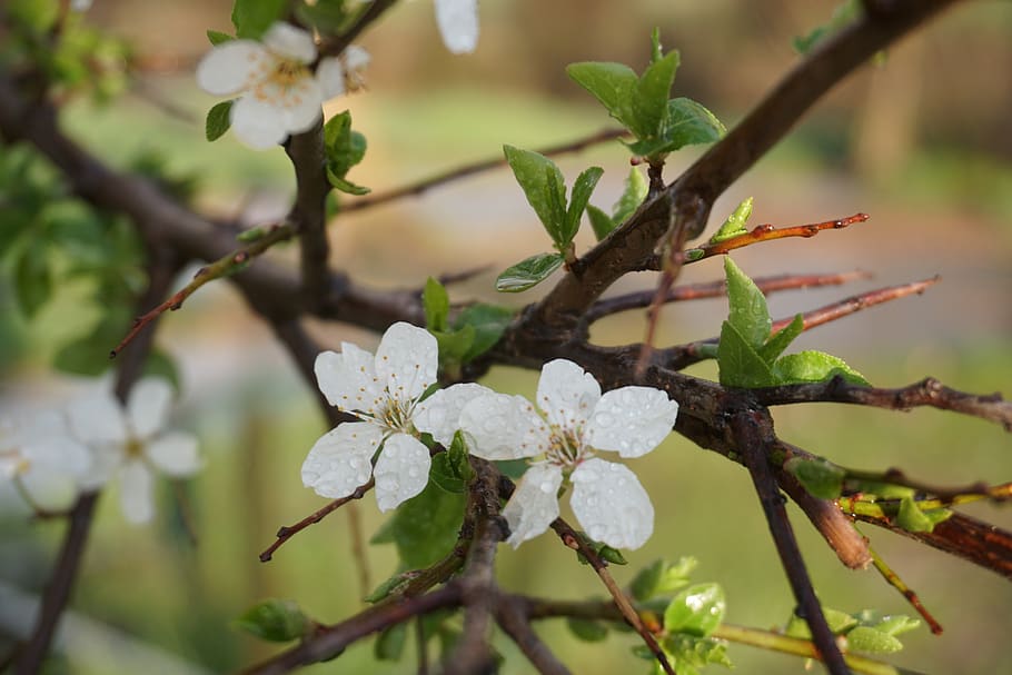 spring, tree, flower, rain, chichewa spring, fruit, plant, nature HD wallpaper