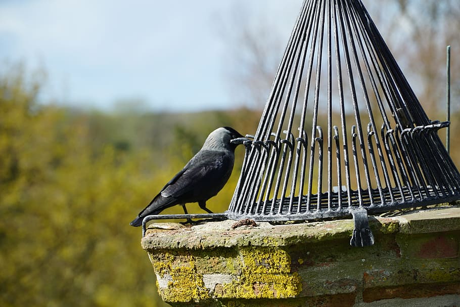 Fireplace, Dole, Castle, bird, nature, animal, outdoors, wildlife HD wallpaper