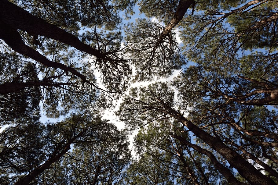 Forest, Foliage, Sky, tree, nature, low angle view, outdoors HD wallpaper