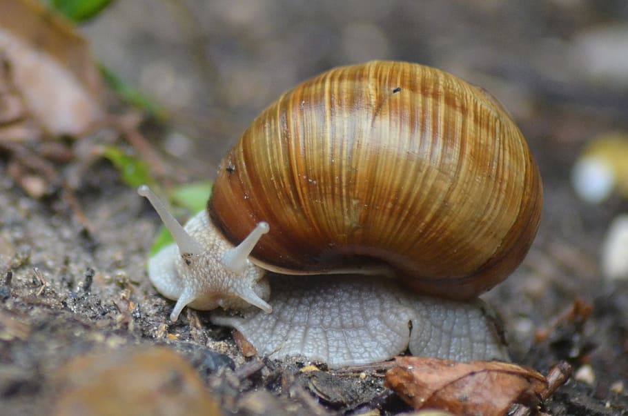 snail, insect, nature, rain, burgundy, shell, mollusk, animal wildlife HD wallpaper