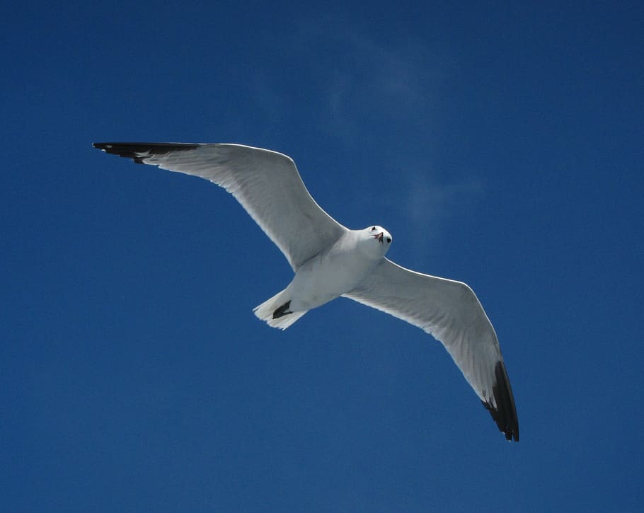 seagull, bird, ave, flying, animals in the wild, animal themes HD wallpaper