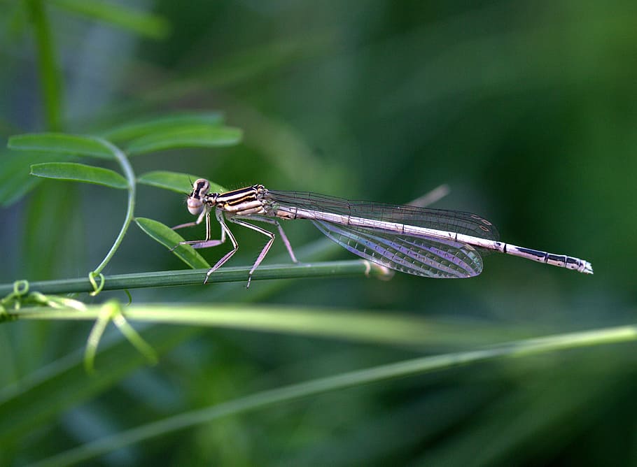 dragonfly, insecta, wings, rest, plant, invertebrate, animal HD wallpaper