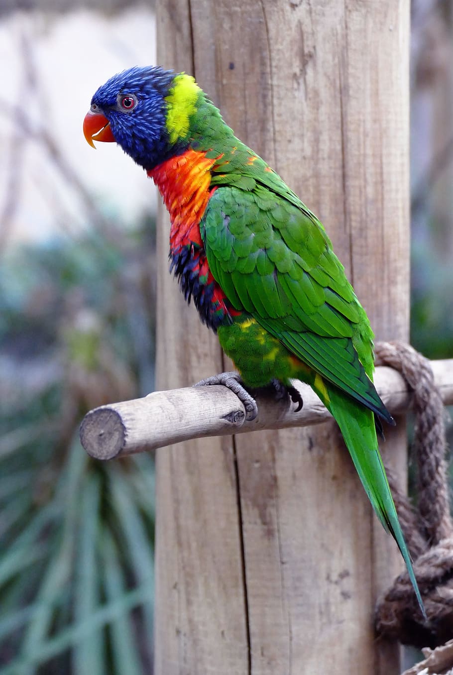 photo of scarlet macaw on brown wood branch, bird, lorikeet, animal, HD wallpaper