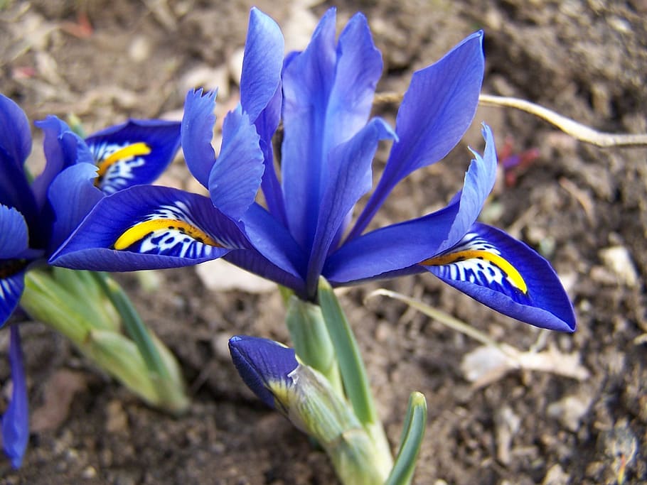 iris breeding, schwertliliengewaechs, iridaceae, purple, blossom, HD wallpaper