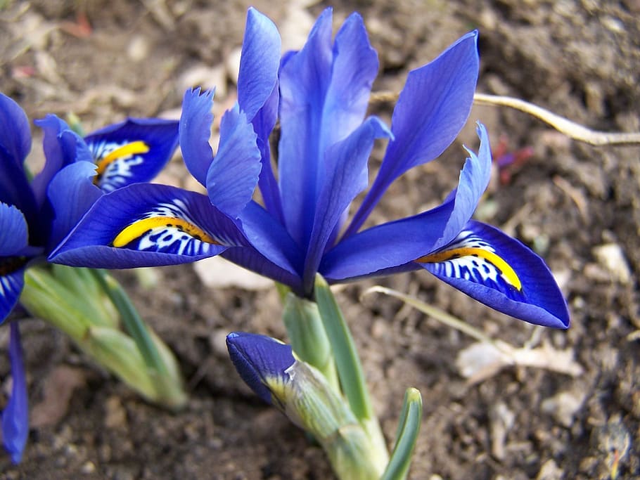 iris breeding, schwertliliengewaechs, iridaceae, purple, blossom HD wallpaper