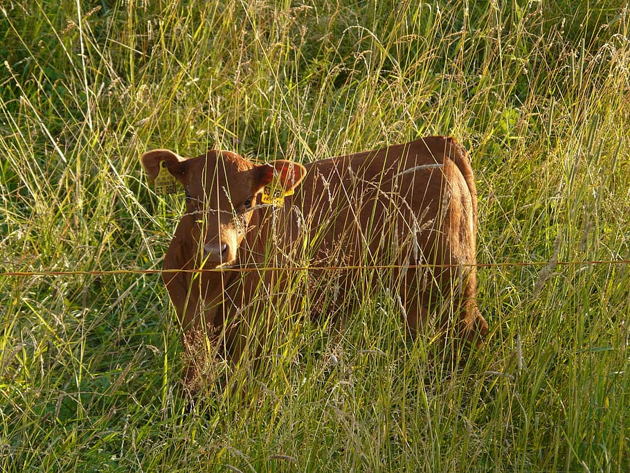 Calf, Cow, Hidden, Grass, High, Small, lonely, animal themes HD wallpaper