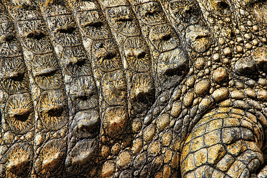 gray crocodile, texture, nature, structure, pattern, surface, HD wallpaper