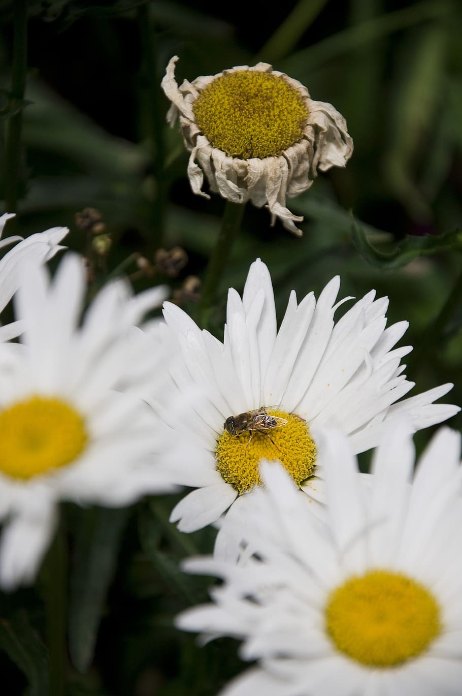 flowers, bee, nature, flowering plant, beauty in nature, flower head HD wallpaper