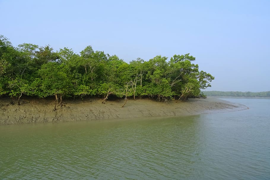 mangroves, sundarbans, swamp, forest, river, ramsar site, unesco, HD wallpaper