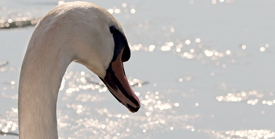 white swan close up photo, waters, winter, nature, snow, cold HD wallpaper