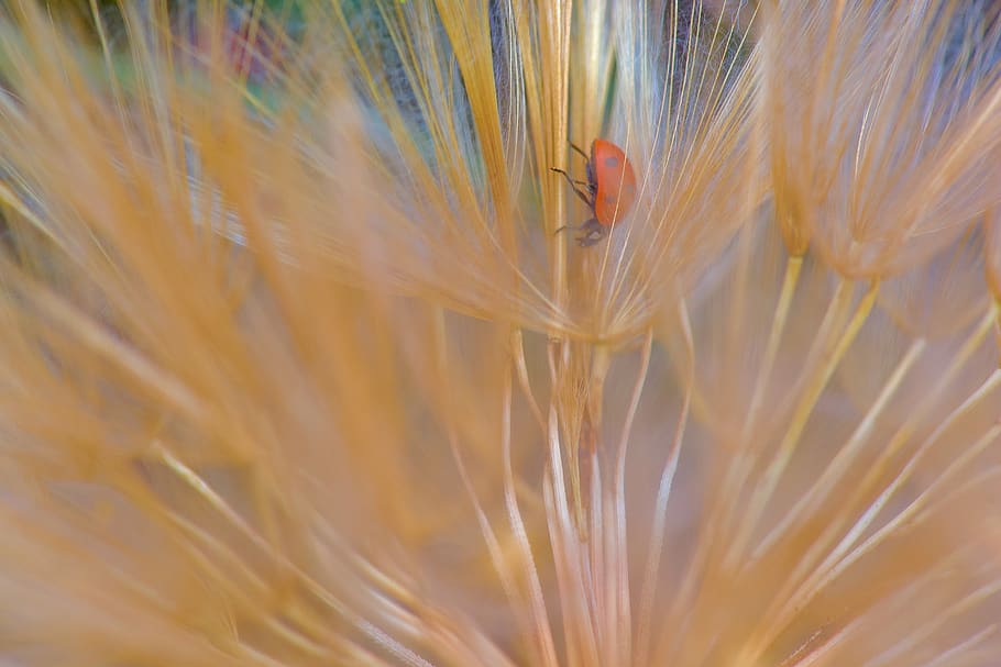 ladybug, nature, macro, plant, close-up, cereal plant, fragility HD wallpaper