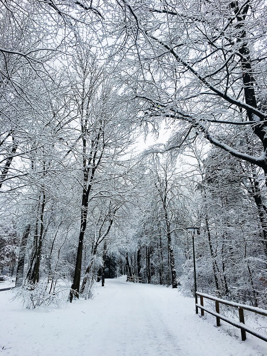 winter, snow, cold, tree, cold temperature, bare tree, plant HD wallpaper
