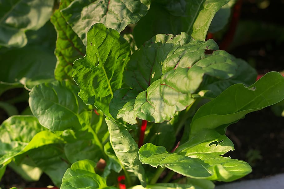 closeup photo of green leafed plant, chard, leaves, vegetables HD wallpaper