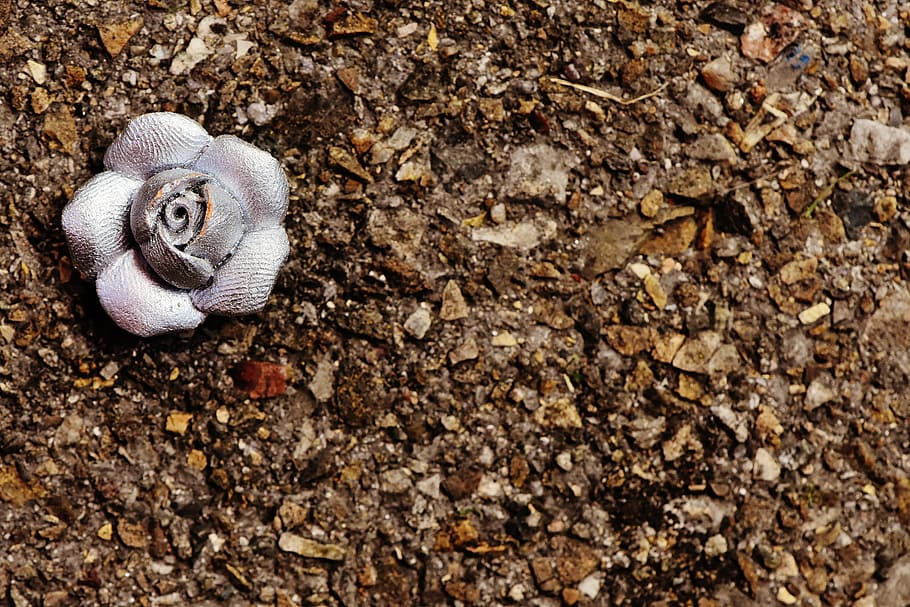 rose, silver, blossom, bloom, beautiful, animal, animal wildlife HD wallpaper