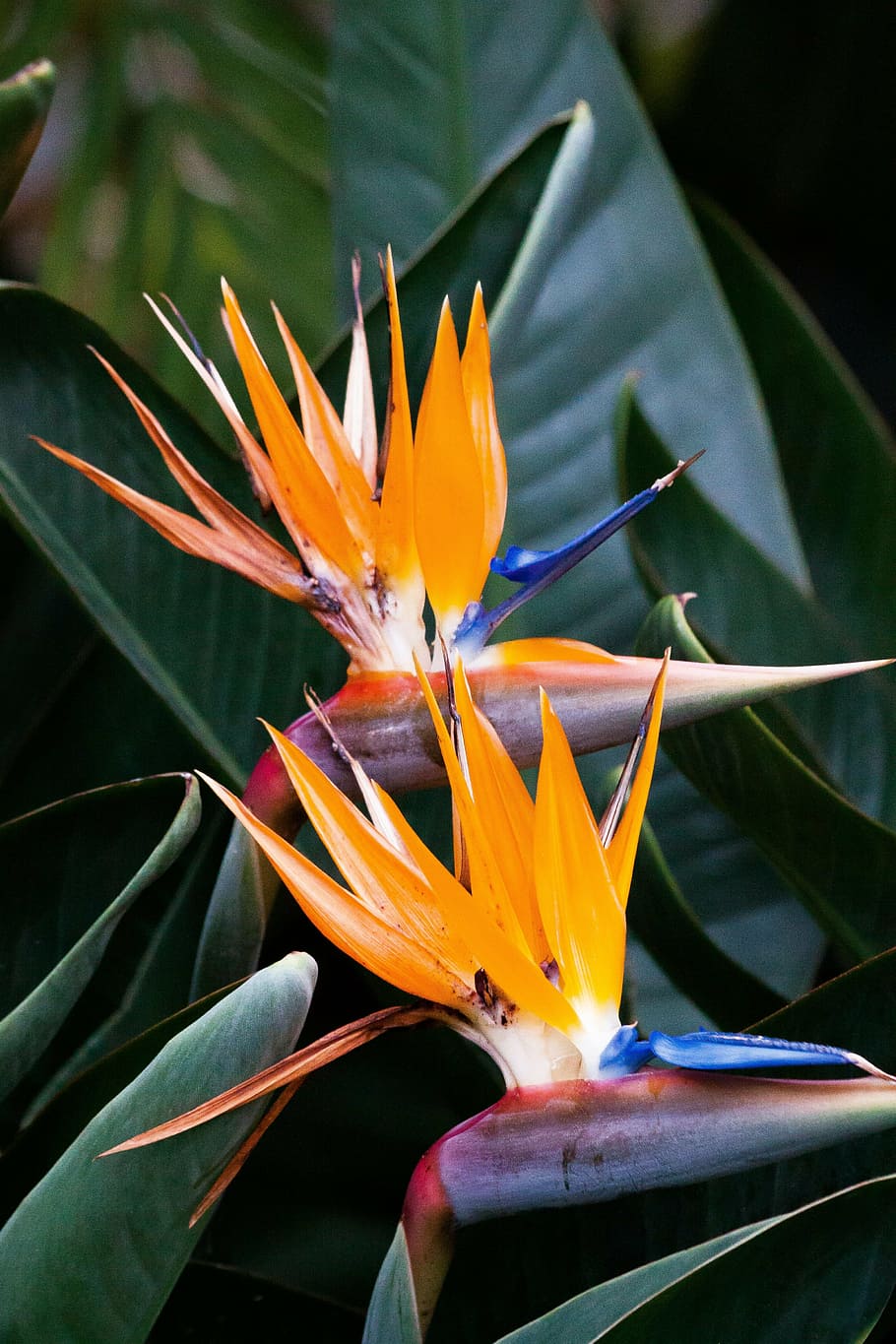 caudata, strelitzia, bird of paradise flower, strelitzia orchids, HD wallpaper