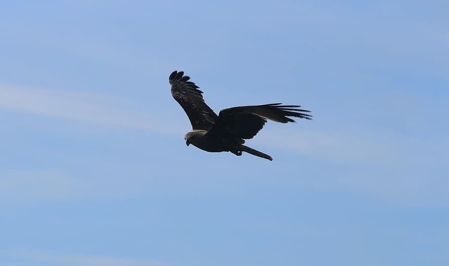 Eagle, Bird, Nature, Freedom, sky, blue, wild, wildlife, flying HD wallpaper