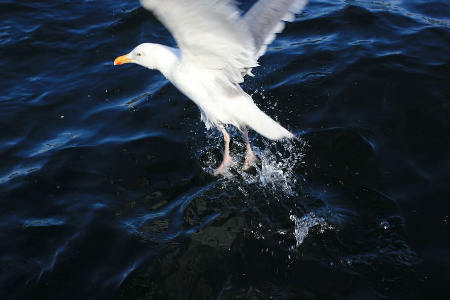 seagull, water, wave, north sea, water bird, wind, holiday HD wallpaper