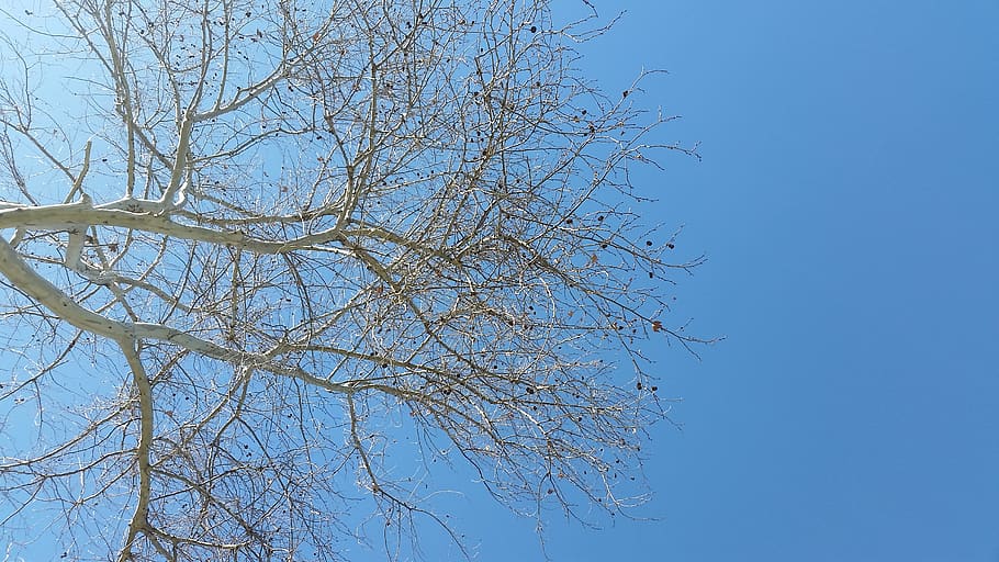 nature, tree, sky, branch, winter, plant, blue, low angle view HD wallpaper