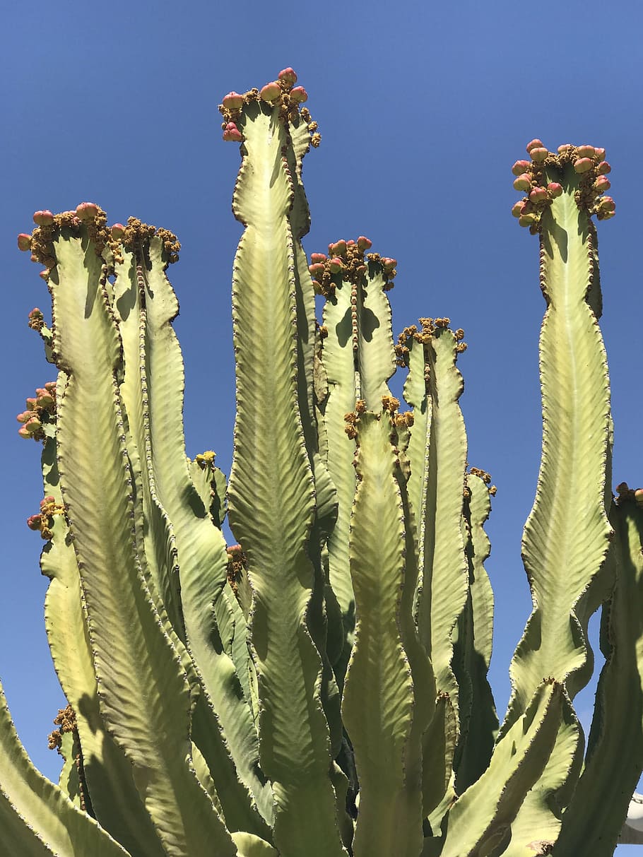 cactus, cacti, desert, nature, plant, flower, botanical, garden HD wallpaper