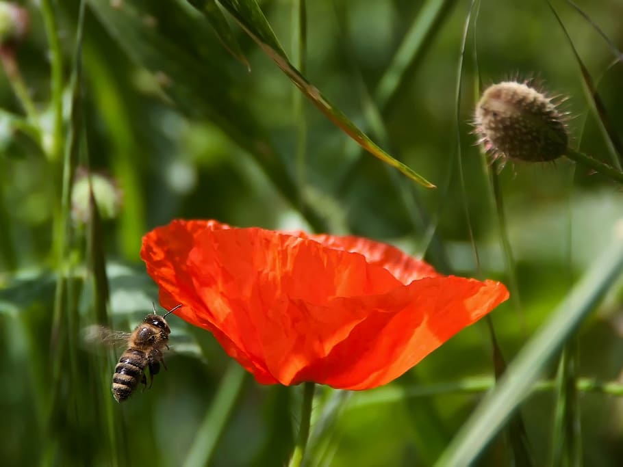 honeybee hovering beside red poppy flower, petal, bloom, garden HD wallpaper