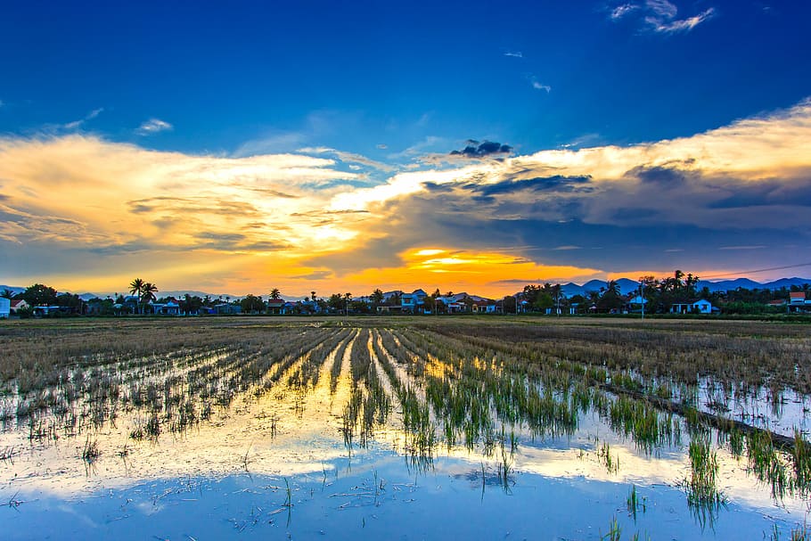 rice field during sunset, hoằng, than, thunderstorm, my hometown, HD wallpaper