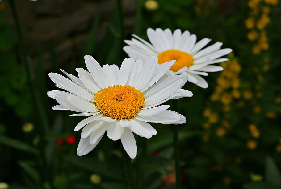 chamomile, bloom, flowers, yellow, white, plant, summer, nature HD wallpaper